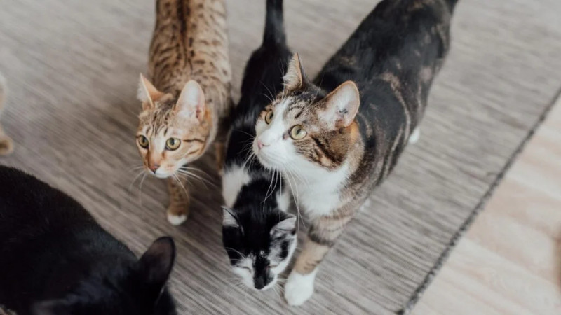 Cats